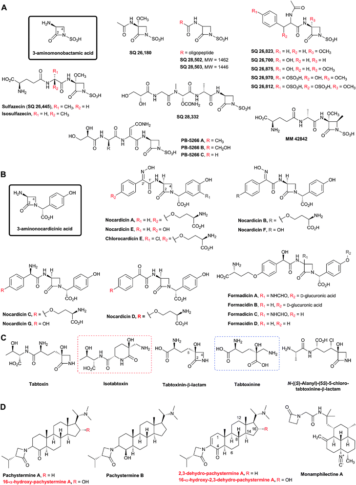 Monocyclic β-lactams isolated from natural sources: The monobactams (A), the nocardicins (B), the tabtoxins (C), and the conjugate β-lactams (D). Some stereochemical assignments are provisional. The nuclei for monobactam and nocardicin subfamilies are boxed. Sulfazecin and its epimer isosulfazecin are produced by Pseudomonas acidophila and P. mesoacidophila, respectively.761,762 Sulfazecin has also been isolated from Gluconobacter and Acetobacter.763,764 SQ 26,180 has been isolated from Chromobacterium violaceum ATCC 31532.763–765 SQ 26,700, SQ 26,812, SQ 26,823, SQ 26,875 and SQ 26,970 (all characterised by a C-3-substituent with an aromatic side chain) were isolated from Agrobacterium radiobacter ATCC 31700.763,766,767 The monobactams SQ 28,332,768 SQ 28,502 and SQ 28,503, with the latter two having longer C-3 oligo-peptide side chains, were isolated from Flexibacter sp.769 PB-5266 A, B and C were isolated from Cytophaga johnsonae.770,771 MM 42842, the only known naturally-occurring monobactam with a 4β-methyl-substituent, was isolated from P. cocovenenans.772,773 Nocardicins A–G were isolated from Nocardia uniformis.78,609,610,774,775 Nocardicins are also produced by Actinosynnema mirum,776Nocardiopsis atra777 and Microtetraspora caesia.778 Chlorocardicin was isolated from a Streptomyces sp.605,606 Formadicins A–D were isolated from Flexibacter alginoliquefaciens.607,608 Nocardicin A and B are stereoisomers differing only in the oxime stereochemistry.611,775 Isotabtoxin (red dashed box) is a stable product of tabtoxin rearrangement; tabtoxinine (blue dashed box) is the hydrolysis product of tabtoxinine-β-lactam.
