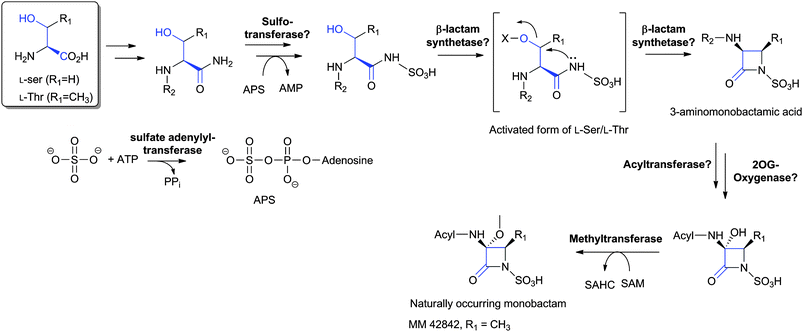 Proposed biosynthetic pathway leading to naturally-occurring monobactams (on the basis of labeling studies as reviewed in ref. 589). The order of steps is uncertain. APS: adenosine-5′-phosphosulfate. SAM: S-adenosylmethionine; SAHC: S-adenosylhomocysteine.