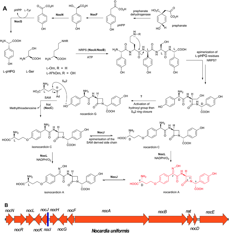 Nocardicin A biosynthesis. A: Proposed biosynthetic pathways leading to naturally-occurring nocardicins; B: The cluster of genes624 encoding for the proteins proposed to be involved in nocardicin A biosynthesis in Nocardia uniformis. See Table 7 for the proposed role of the encoded proteins. pHPP: p-hydroxyphenylpyruvic acid; pHPG: p-hydroxyphenylglycine.