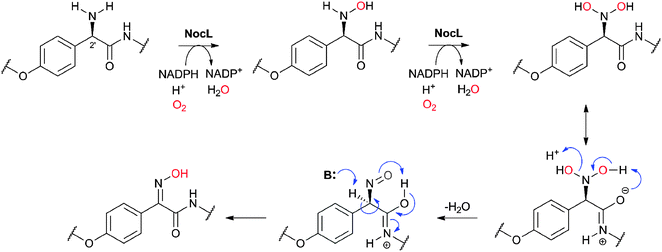 Proposed outline mechanism for the cytochrome P450 NocL-catalysed oxime formation.627,640
