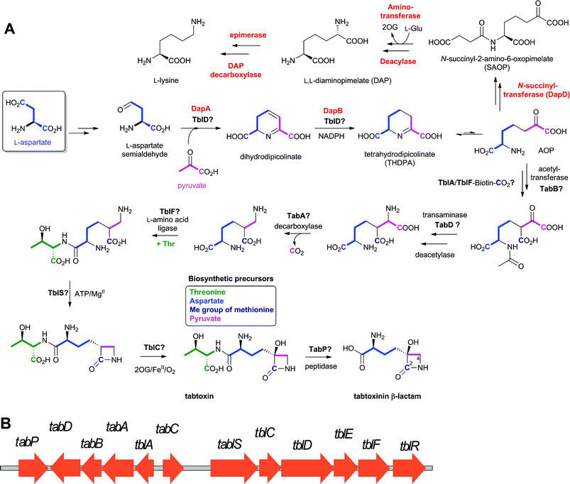 Tabtoxin biosynthesis. A: Proposed biosynthetic pathway leading to tabtoxin (on the basis of reported labeling studies661,663,664); B: The gene cluster encoding for the proteins proposed660 to be involved in tabtoxin biosynthesis in Pseudomonas syringae. The enzymes involved in lysine biosynthesis are in red. See Table 8 and text for full description of the cluster. Steps in lysine biosynthesis are shown to illustrate that 2-amino-6-oxopimelate (AOP) is proposed as a “branch point” between lysine and tabtoxin biosynthesis.