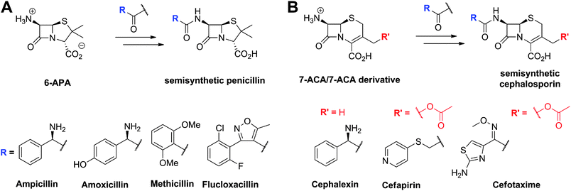 Examples of semisynthetic penicillins (A) and cephalosporins (B) derived from 6-aminopenicillanic acid (6-APA) and 7-aminocephalosporanic acid (7-ACA)/7-ACA derivative, respectively.