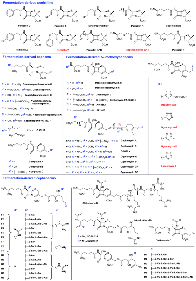 Penicillins and cephalosporins isolated from natural sources. Compounds in red are obtained as the result of specific precursor addition to the fermentation medium: phenoxyacetic acid for penicillin V,63l-S-carboxymethylcysteine for RIT 2214690 and aromatic thiols for the oganomycins (F-I).113 Most of the shown penicillins (except penicillin N and KPN) are produced by Penicillium chrysogenum and/or P. notatum in varying ratios depending on the strain and culture conditions. Penicillin F, a major product of P. notatum, is designated so to identify it as the penicillin discovered by Fleming.691 Penicillin G is a major product of P. chrysogenum grown on corn-steep liquor. Penicillin KPN is produced by strains of the genus Paecillomyces.692 Cephalosporins with α-ketoglutaryl side chain (e.g. compounds A, B and C)693 were detected in culture broth of some strains belonging to the genus Acremonium, and are predicted to be produced by an oxidase-mediated deamination of the C-7 d-amino-adipate side chain.367 The 3′-thiomethylcephems F-1111 and C-43219112 were isolated from culture broth of mutants of Acremonium chrysogenum, while SF-1623110 was isolated from culture broth of Streptomyces chartreusis. Cephalosporin PA-41937 was isolated from the PA-41937 Streptomyces strain.694 Cephamycin PA-32413-I was isolated from the PA-32413 S. clavuligerus strain.695 7α-Methoxycephems with cinnamoyl-side chains at C-3′ were isolated from Streptomyces spp.320,345,696,697 The cephabacins are produced by some Gram-negative bacteria e.g. Flavobacterium sp. (SQ 28516/7, chitinovorin C D−1),93–95Xanthomonas lactamgena (M1–6, F4–9, H4–6)96–99 and Lysobacter lactamgenus (F1–3 and H1–3).98,99
