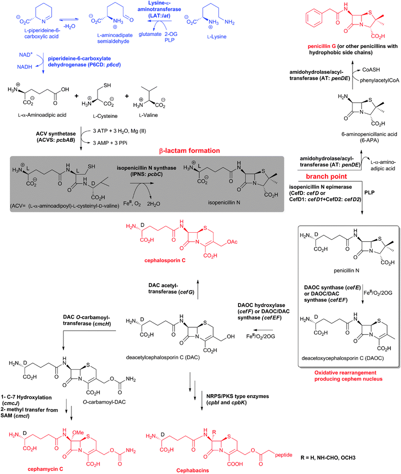 Biosynthetic pathways leading to penicillins and cephalosporins in fungi and bacteria. Whilst bacterial cephamycin-producers have a specific pathway to form l-α-aminoadipic acid (l-AAA) from lysine (shown in blue), l-AAA is an intermediate of lysine biosynthesis in penicillin-producing fungi. The isopenicillin N epimerase in cephalosporin-producing bacteria (i.e. CefD) is pyridoxal phosphate (PLP)-dependent; an alternative isopenicillin N epimerisation system (comprising CefD1 and CefD2) operates in fungi.248,253 In prokaryotes, the DAOC synthase and DAOC hydroxylase reactions are carried out by separate enzymes (encoded by cefE and cefF, respectively), whereas in fungi, a bifunctional enzyme (encoded by cefEF) catalyses both reactions. CmcJ was previously not considered as belonging to the stereotypical 2OG oxygenase superfamily;109 however, bioinformatic analyses suggest that it is likely a 2OG-dependent hydroxylase.330 Acronyms for the genes encoding for enzymes are in parentheses (see Fig. 10, Table 1). Selected cofactors and co-substrates are shown. A non-ribosomal peptide synthetase (NRPS)/polyketide synthase (PKS) hybrid system (CpbI/CpbK) is proposed to be involved in the assembly of the C-3′ side chain of the cephabacins.114,115