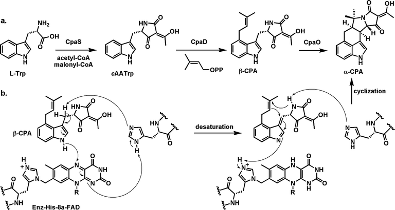 Steps in assembly of the pentacyclic fungal toxin cyclopiazonic acid A(α-CPA): (a) conversion of tryptophan to the tetramic acid cycloacetyl tryptophan (cAATrp) by action of a hybrid NRPS-PKS assembly line; (b) mechanistic proposal for the flavoenzyme CpaO-mediated-conversion of β-CPA to α-CPA with formation of the final two rings of the mature toxin.