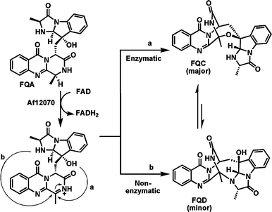 Biosynthetic pathway to fumiquinazoline C (FQC). The last step in the pathway involves oxidation of the secondary amine in fumiquinazoline A by the FAD-enzyme Af12070, followed by enzymatic intramolecular conversion of the nascent imine to the heptacyclic hemiaminal in FQC (path a) or nonenzymatic intramolecular conversion to the aminal FQD (path b).