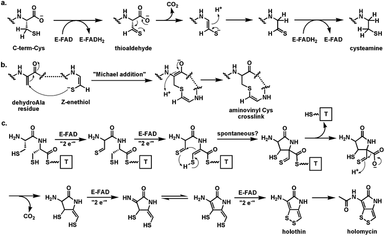 Flavoenzymes coupling thiol oxidation with decarboxylation: (a) the pantotheinyl cysteine decarboxylase in the coenzyme A biosynthetic pathway effects decarboxylation via reversible redox at the CH2–SH side chain of substrate; (b) maturation of some lantipeptides involves decarboxylation and crosslinking to yield an aminovinyl cysteine unit; (c) four flavoenzymes proposed to catalyze net eight-electron oxidation of a Cys-Cys precursor to holomycin.