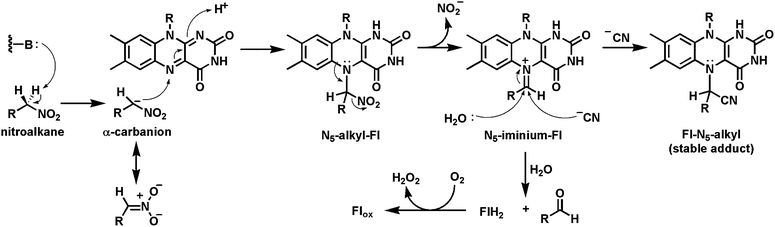 Nitroalkane oxidase catalysis involves a covalent nitroalkyl-N5 flavin adduct.