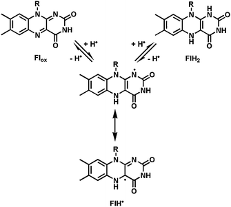 Three kinetically and thermodynamically accessible redox states: oxidized flavin (Flox); the one-electron reduced semiquinone (FlH˙); the two-electron reduced dihydroflavin (FlH2).