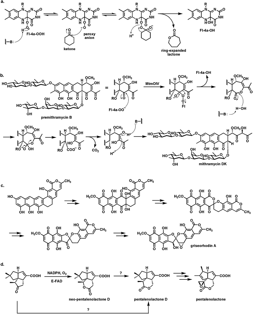 Baeyer–Villiger oxygenases act via Fl-4a-OO− as nucleophile: (a) schematic for oxygen insertion into cyclohexanone with ring expansion to the 7 member lactone; (b) conversion of the tetracyclic scaffold of premithramycin B to the tricyclic scaffold of mithramycin DK starts with a Baeyer–Villiger ring expansion of ketone to lactone, followed by lactone hydrolysis and β-keto acid decarboxylation; (c) conversion of angucycline framework to twisted spiroketal in griseorhodin involves flavoprotein catalysis and can be formulated to involve Baeyer–Villiger enzymology; (d) Baeyer–Villigerase generation of neo-pentalenolactone D.