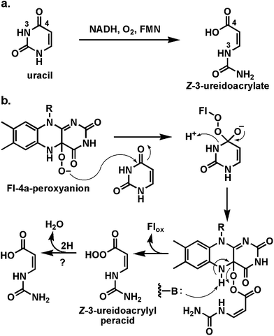 Oxidative cleavage of uracil to Z-3-ureidoacrylate: proposed involvement of Fl-4a-peroxyanion in ring-opening step.