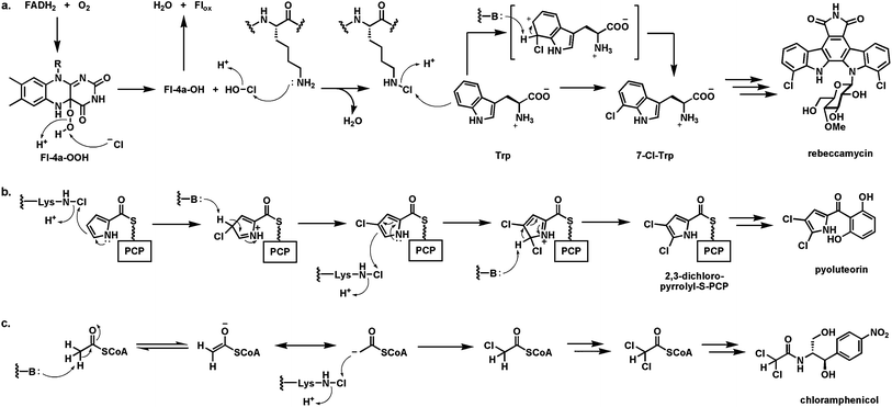 Halogenases utilizing FADH2 and O2 to generate a “Cl+” chlorinating species for electron rich cosubstrates: (a) generation of nascent HOCl in halogenase active sites and proposed conversion to a Lys-N6-Cl chloramine as proximal halogenating species by tryptophan 7-halogenase; (b) sequential chlorination of pyrrolyl-S-carrier protein at Cβ and Cα during pyoluteorin biosynthesis; (c) tandem chlorination on Cβ of acetyl CoA to generate the dichloroacetyl group during chloramphenicol assembly.