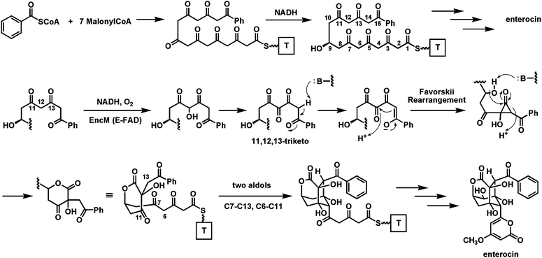 The role of EncM in enterocin biosynthesis: oxidation of a polyketonic intermediate to an 11,12,13-triketo species that undergoes a Favorskii rearrangement and then two regiospecific aldol condensations.