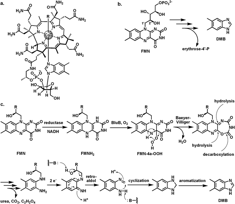 Creating the dimethylbenzimidazole ligand for B12 from FMN: (a) vitamin B12 with the dimethylbenzimidazole (DMB) as bottom axial ligand to the cobalt atom; (b) BluB acts as a flavin “destructase”, generating DMB and erythrose-4-P from FMN; (c) possible mechanism involving a Fl-4a-OOH and an internal Baeyer–Villiger reaction on the pyrimidine ring of FMN.