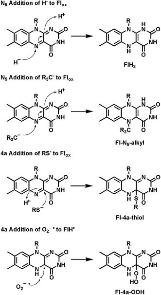 N5 and bridgehead C4a as sites of electron entry and exit from the tricyclic isoalloazine ring of flavin coenzymes: covalent 4a-thiol and 4a-hydroperoxide adducts.