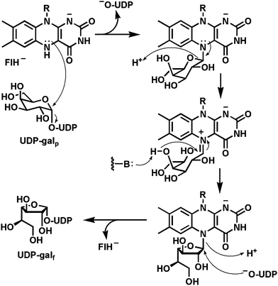 Proposed role of FlH2 in the UDP-galactopyranose mutase reaction: Covalent FlH2-N5-galactose-C1 adduct as reaction intermediate.