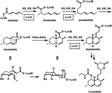 Selective action of the in trans enoyl reductase LovC during elongation of the triketide to heptaketide intermediate in lovastatin biosynthesis. The Diels–Alder cyclization to the decalin scaffold occurs at the triene-containing hexaketide stage.