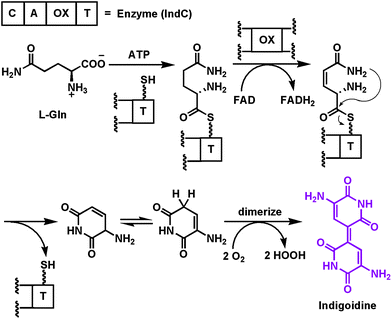 Activation and desaturation of a tethered glutamine by the oxidase domain of the NRPS module that makes the purple pigment indigoidine.