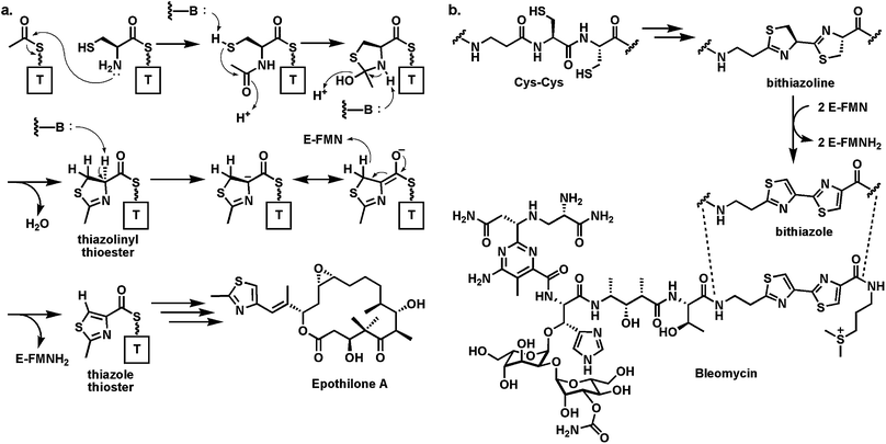 (a) Generation of methylthiazolyl-S-thiolation domain intermediate at the start of the epothilone biosynthetic assembly line from acetyl- and Cys thioesters. The FAD-dependent oxidase domain converts methylthiazoline to methylthiazole; (b) tandem conversion of adjacent Cys residues to the bithiazolyl unit in the DNA-damaging antitumor antibiotic bleomycin.