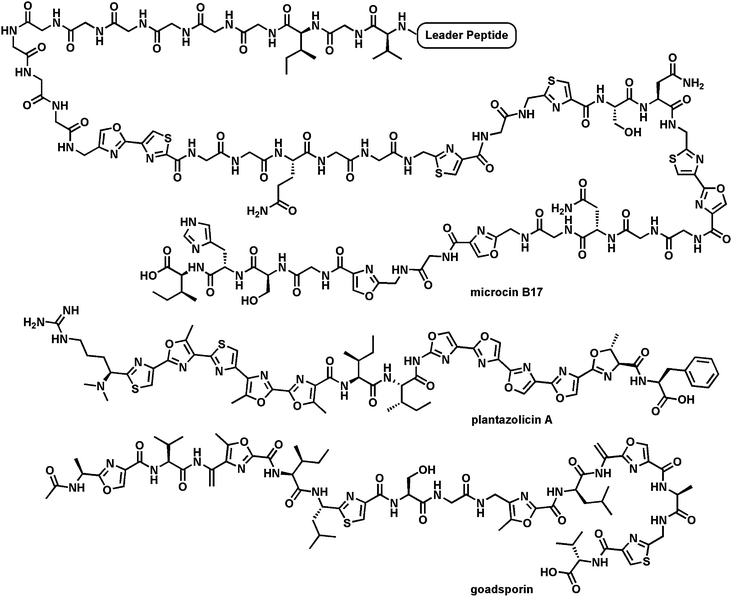 Three microbial peptides that have been posttranslationally converted into heterocyclic-containing mature products: microcin B17 targets bacterial DNA gyrase; goadsporin is a morphogen for Streptomyces development (“goads spore formation”); plantazolicin A, with two sets of five tandem heterocycles, is an antibiotic active against B. anthracis.