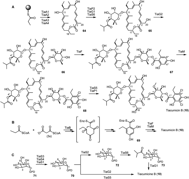The proposed biosynthesis of tiacumicin B.