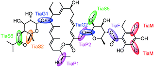 The roles of the principal genes in tiacumicin B (10) biosynthesis.