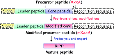General biosynthetic pathway for RiPPs. The precursor peptide contains a core region that is transformed into the mature product. Many of the post-translational modifications are guided by leader peptide and the recognition sequences as discussed in this review for subclasses of RiPPs. Products of eukaryotic origin also often contain an N-terminal signal peptide that directs the peptide to specialized compartments for modification and secretion. C-terminal recognition sequences are sometimes also present for peptide cyclization (e.g. see sections on cyanobactins, amatoxins, cyclotides, and orbitides). In the case of the bottromycins, a leader-like peptide is appended at the C-terminus of the core peptide.17–20