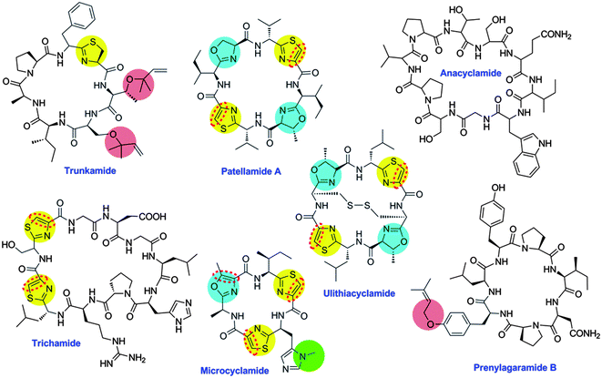 Representative cyanobactins. Anacyclamide is modified only by N–C cyclization, while others are modified by heterocyclization of Cys (yellow) or Ser/Thr (blue), oxidation to azole (red dashed line), prenylation (pink) or N-methylation (green).