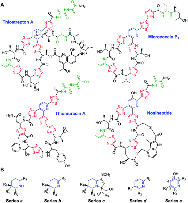 A. Representative thiopeptide structures. The central dehydropiperidine or pyridine rings are in blue, the thiazole and thiazoline rings are in red, and the Dha and Dhb residues are in green. B. The structural series of thiopeptides, showing the typical substitution pattern of the central nitrogenous heterocycle.