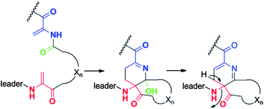 Bycroft proposal for generation of the pyridine ring in thiopeptides from two Dha residues. The aromatization step would also remove the leader peptide.50