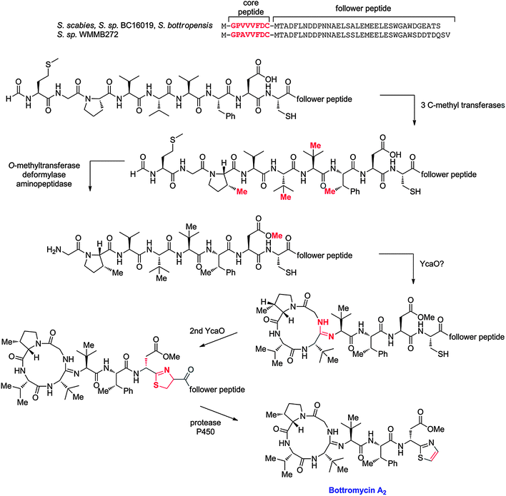 Potential biosynthetic pathway to bottromycin A2. The order of the posttranslational modifications is currently not known and hence the order depicted is arbitrary. The precursor peptide sequences for the currently known bottromycins are shown at the top. Variations in the posttranslational modifications morph these precursor sequences into the structures shown in Fig. 14.
