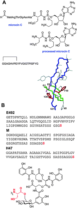 
          Structures of the post-translationally modified microcins. A. Structures of several class I microcins. Both the linear sequence and three dimensional structure of microcin J25 is shown (PDB 1Q71). Microcin B17, another class I microcin, is shown in Fig. 9. B. Class II microcins. The post-translational modifications of class IIb microcins attach a linear trimer of 2,3-dihydroxybenzoyl l-serine linked via a C-glycosidic linkage to a β-d-glucose. The glucose is anchored to the carboxylate of the C-terminal serine residues of the peptides (red font) through an ester linkage to O6.
