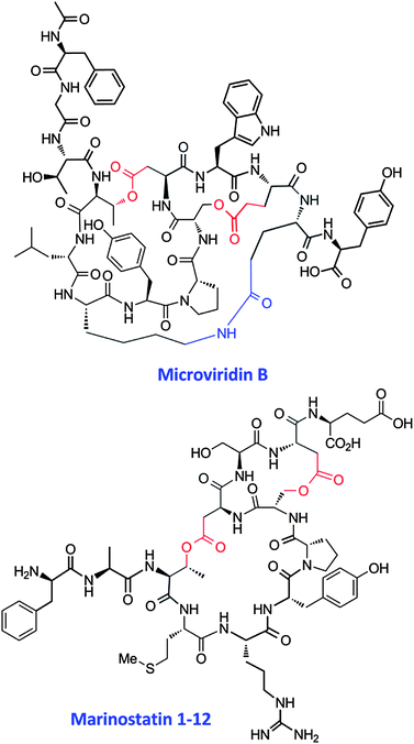 
          Structures of microviridin B from M. aeruginosa NIES298 and marinostatin 1-12 from Alteromonas sp. B-10-31.
          322,325 Amino acid side chains forming ester and amide bonds are highlighted in red and blue, respectively.