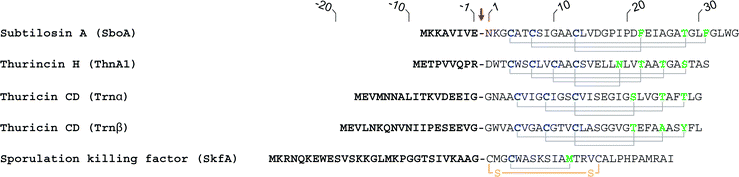 Sequences of sactipeptides based on structural genes. The arrow indicates the site of cleavage of the N-terminal leader peptide. Subtilosin A and SKF are then cyclized via an amide bond between the amino group of residue 1 and the C-terminal carboxyl. The other peptides are not cyclized in this fashion, but all have cysteine residues linked to α-carbons.