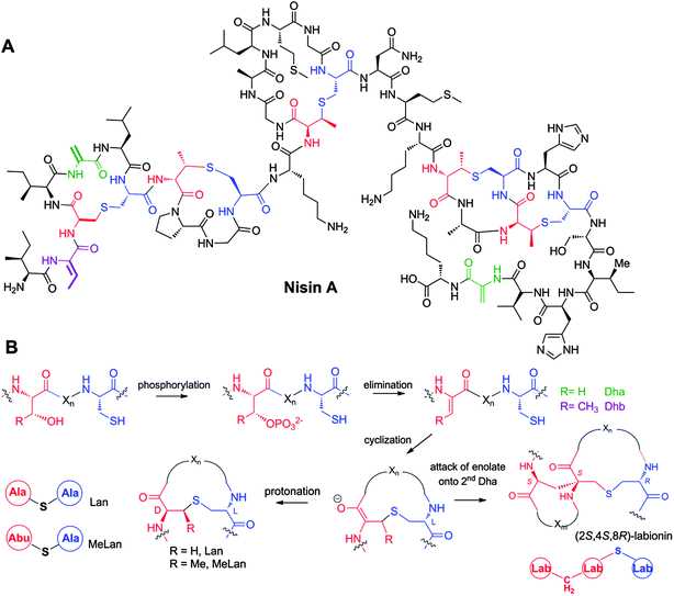 A. Structure of nisin A. Dha residues are shown in green, Dhb residues in purple. Segments of Lan and MeLan originating from Ser/Thr are depicted in red and segments of (Me)Lan originating from Cys in blue. B. Biosynthetic pathway to (Me)Lan and labionin formation. Ser and Thr residues are first phosphorylated and the phosphate is subsequently eliminated to generate Dha and Dhb residues, respectively. Phosphorylation prior to elimination has been experimentally confirmed for class II–IV lanthipeptides and is postulated for class I lanthipeptides. Subsequent intramolecular conjugate addition by the side chain of Cys generates an enolate. Protonation of the enolate produces the (Me)Lan structures whereas attack of the enolate onto another Dha generates the labionin crosslinks.