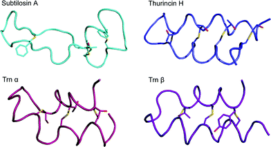 Three dimensional solution structures of sactipeptides. Subtilosin A has S to Cα crosslinks between C4 and F31, C7 and T28, and C13 and F22. Thurincin H has such links between C4 and S28, C7 and T25, C10 and T22, and C13 and N19. Trn-α has links between C5 and T28, C9 and T25, and C13 and S21. Trn-β has links between C5 and Y28, C9 and A25, and C13 and T21. SKF (not shown, 3D structure not reported) has a single S to Cα crosslink between C4 and M12. It also has a disulfide bond between C1 and C16.