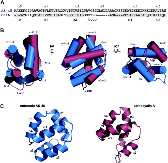 Comparison of the three dimensional structures of enterocin AS-48 (blue) and carnocyclin A (magenta). (A) Sequence comparison with helices and loop indicated. (B) Overlay of backbones of the two peptides showing the saposin fold and similarities in structure. (C) Ribbon diagrams for the two peptides.