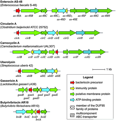 Comparison of gene clusters for biosynthesis of large ring bacteriocins.