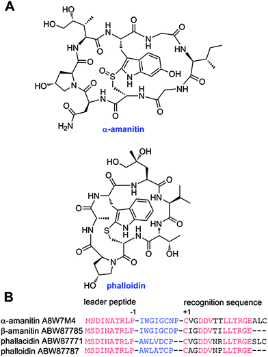 A. Chemical structures of a representative amatoxin and phallotoxin. B. Alignment of a select number of precursor peptides illustrating the highly conserved leader peptide and recognition sequences in red. The core peptide that is post-translationally modified, excised, and cyclized is shown in blue font. For beta-amanitin and phalloidin, the sequences are from genomic DNA whereas the other two sequences are from cDNA. Because of an intron in the genomic DNA, the last three amino acids of the recognition sequence are not known with certainty for beta-amanitin and phalloidin and are represented with dashes.