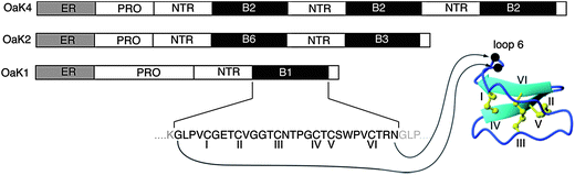 
          Structure of kalata B1 and cyclotide precursor proteins. A schematic representation of three precursor proteins from O. affinis is shown at the top of the figure. The proteins comprise an endoplasmic reticulum signal sequence labeled ER, a leader sequence (comprising a pro-region and a conserved repeated fragment labeled NTR) and either one or multiple copies of the core peptides. A short hydrophobic C-terminal recognition sequence is present in each precursor. At the bottom of the figure the amino acid sequence of kalata B1 is shown, with the cysteine residues labeled with Roman numerals. The cleavage sites for excision of a core cyclotide domain with an N-terminal Gly and a C-terminal Asn, which are thought to be subsequently linked by an asparaginyl endopeptidase, are indicated by arrows. The location of the ligation point, which forms loop 6 of the mature cyclic peptide, is shown on the right. Parts of the precursor protein flanking the mature domain are shown in lighter shading. Figure reprinted with permission from Daly et al.379