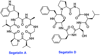 Structures of segetalins containing six and seven amino acids, isolated from Vaccaria segetalis (Caryophyllaceae).406