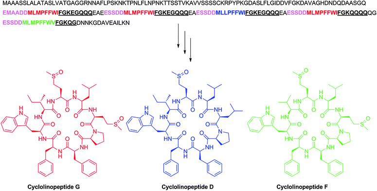 Amino acid sequences of cyclic peptides arising from Linaceae species Linum usitatissimum. The RiPP core peptides putatively encoding cyclolinopeptides D, F, and G is shown in blue, green, and red, respectively, with putative recognition sequences shown in pink and underlined font.