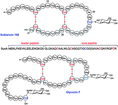 
          Structures of two glycocins. The precursor peptide that is transformed into sublancin by disulfide formation and S-glycosylation is shown below the sublancin 168 structure.