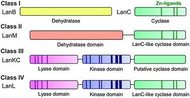 Four different classes of lanthipeptides are defined by the four different types of biosynthetic enzymes that install the characteristic thioether crosslinks. The dark areas show conserved regions that are important for catalytic activity. The cyclase domain of class III enzymes104 has homology with the other cyclase domains/enzymes but lacks the three zinc ligands.