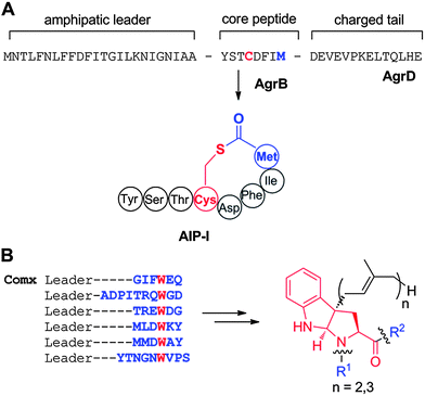 A. Structure of AIP-I and the ribosomally synthesized precursor peptide from which it is produced. B. Structures of ComX and its derivatives and the ribosomally synthesized precursor peptides from which they are produced. The red font Trp is converted to the structure shown by cyclization of the amide nitrogen of Trp onto C2 of the indole and prenylation at C3. After leader peptide removal, the modified Trp is present in short peptides with the sequences of R1 and R2 shown in blue font.