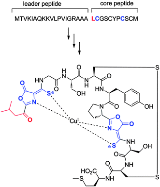 Currently accepted structure of methanobactin from M. trichosporium OB3b and the precursor peptide from which it may be derived.