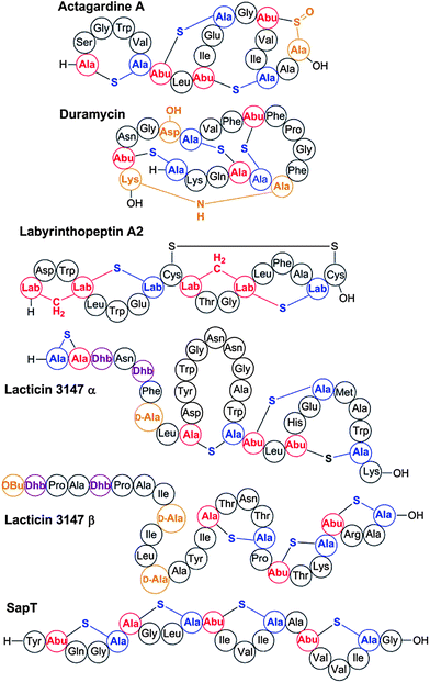 Some representative lanthipeptides. The same shorthand notation is used as in Fig. 2. Segments of crosslinks originating from Cys are in blue, segments originating from Ser/Thr are in red. Additional post-translational modifications are shown in orange.138 OBu, 2-oxobutyric acid; Asp-OH, (3R)-hydroxy-aspartate; Lys-NH-Ala, lysinoalanine.