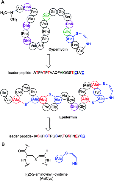 A. Structure of cypemycin, a representative member of the linaridins. The linear sequence of the precursor peptide is shown below the retrosynthetic arrow to illustrate the biosynthetic origin of each PTM: allo-Ile from Ile, Dhb from Thr, and AviCys from two Cys residues (underlined). For comparison, the structure of the lanthipeptide epidermin, which also contains an AviCys structure, is shown but its AviCys is formed from a Ser and Cys residue (underlined). B. Chemical structure of AviCys as well as the shorthand notation used in panel A; the absolute configuration of the AviCys and allo-Ile in cypemycin is not known.