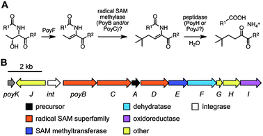 
            A. Proposed biosynthesis of the N-acyl unit of polytheonamides. The dehydration step was experimentally verified. B. Polytheonamide biosynthetic gene cluster.