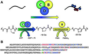 LAP biosynthetic scheme and precursor peptide sequences. A, Upon recognition of the precursor peptide (black line) by the heterocycle-forming BCD enzymatic complex, select Cys and Ser/Thr undergo a backbone cyclodehydration reaction with a preceding amino acid. Catalyzed by a cyclodehydratase (C/D-proteins, green and blue), net loss of water from the amide carbonyl during this reaction yields an azoline heterocycle. Further processing by a FMN-dependent dehydrogenase (B-protein, yellow) affords the aromatic azole heterocycle. B, Amino acid sequence of several LAP precursors. Like most RiPPs, these consist of a leader peptide (to facilitate recognition by the modifying enzymes) and core region that encodes for the resultant natural product. From top to bottom are the LAP precursors for SLS, microcin B17, goadsporin, and plantazolicin. Post-translational modifications are color-coded (Cys resulting in thiazoles, red; Ser/Thr resulting in oxazoles and methyloxazoles, blue; Thr leading to methyloxazoline, brown; Ser converted to dehydroalanine, light blue; N-terminal acetylated/methylated residues, green). The leader peptide cleavage site is indicated with a dash (predicted for SLS).